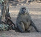 Monkeys at the Kruger National Park 